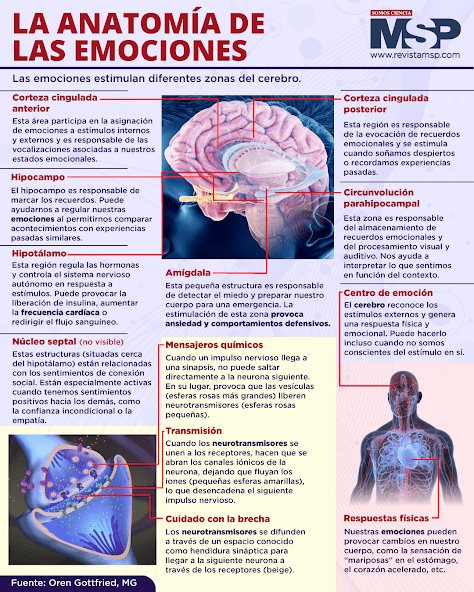 Anatomía de las emociones - Infografía