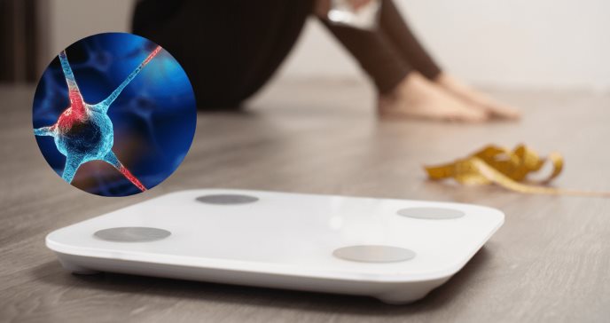 Aumento de peso después de una dieta: la señalización de las neuronas del hambre tiene la explicación