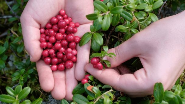 Productos de arándanos rojos pueden prevenir infecciones del tracto urinario en mujeres y niños Productos de arándanos rojos pueden prevenir infecciones del tracto urinario en mujeres y niños