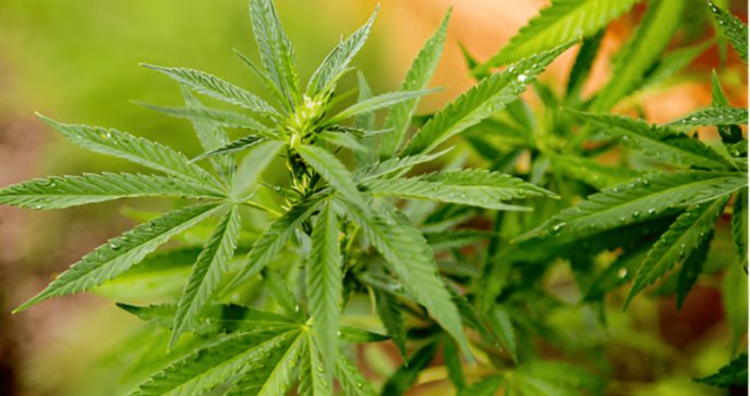 El consumo de cannabis puede aumentar el riesgo de esquizofrenia en hombres jóvenes, según estudio