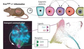 Estudio halla redes de comunicación entre células que impulsan el inicio del cáncer de páncreas