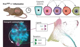 Estudio halla redes de comunicaci&oacute;n entre c&eacute;lulas que impulsan el inicio del c&aacute;ncer de p&aacute;ncreas