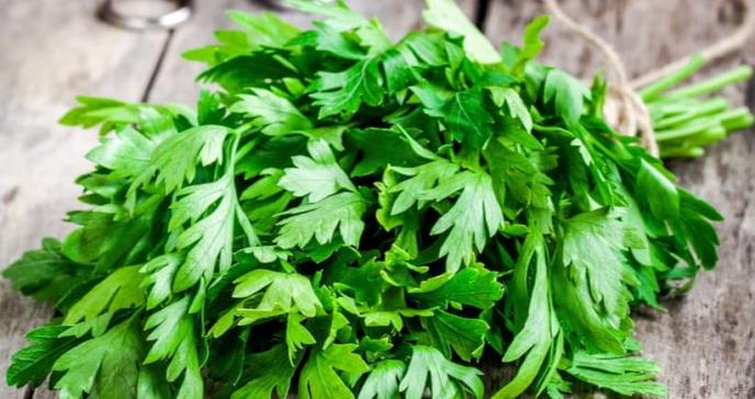 Perejil: vegetal que combate la incidencia y el desarrollo de células cancerígenas