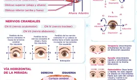 Movimientos oculares | Infograf&iacute;a