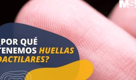 ¿Por qué tenemos huellas dactilares? - #ExclusivoMSP