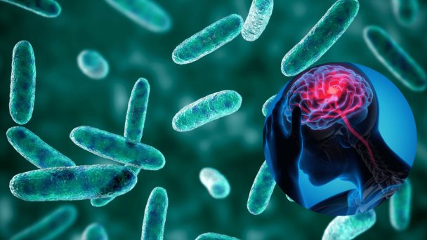 Patentan bacteria presente en el intestino para tratar los trastornos mentales Patentan bacteria presente en el intestino para tratar los trastornos mentales