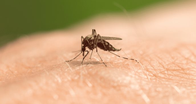 Reportan contagios y un fallecimiento por el virus de la encefalitis equina en los Estados Unidos
