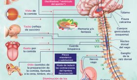 Cómo el cerebro y el cuerpo interactúan con los alimentos | Infografía