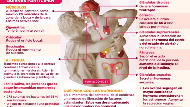 ¿Cómo reacciona nuestro cuerpo al besar? | Infografía ¿Cómo reacciona nuestro cuerpo al besar? | Infografía