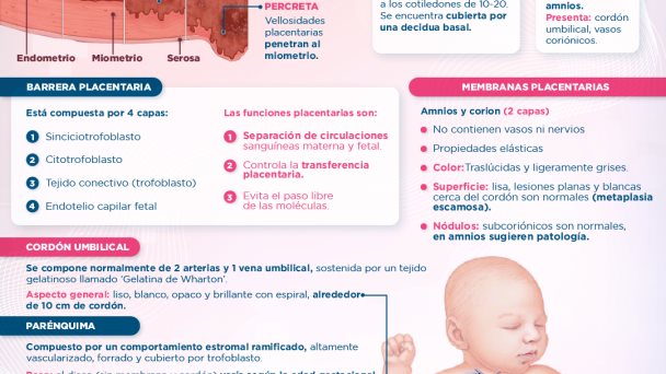 La placenta | Infografía