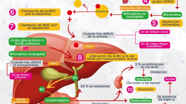 Metabolismo de la bilirrubina | Infografía Metabolismo de la bilirrubina | Infografía