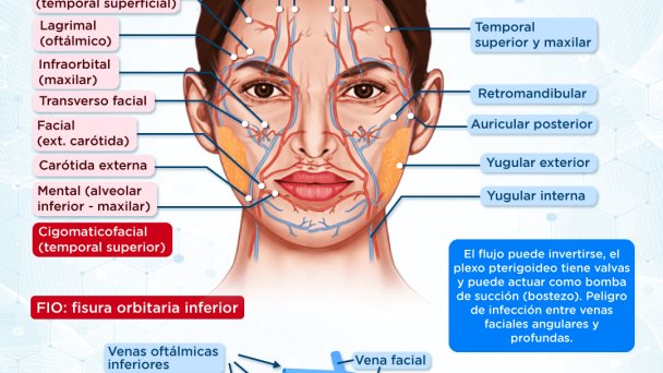 Suministro arterial facial y drenaje venoso | Infografía Suministro arterial facial y drenaje venoso | Infografía