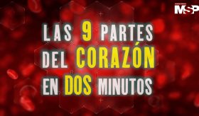 Las 9 partes del corazón en dos minutos