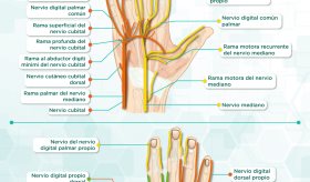 Los nervios de las manos | Infografía
