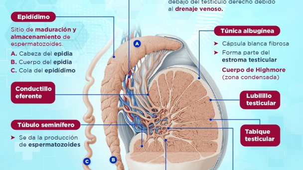 Testículos | Infografía Testículos | Infografía