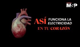 Así funciona la electricidad en tu corazón