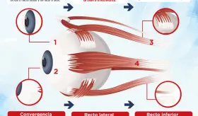 El ojo humano | Infograf&iacute;a