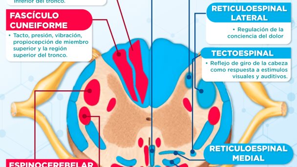 Vías medulares | Infografía