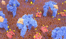 Ciclo menstrual y fases folícular o lútea influyen en la sensibilidad cerebral a la insulina