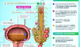 Control neural de la micción | Infografía