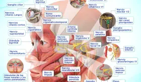 Nervios motores en la cabeza | Infografía