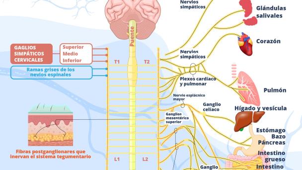 Nervios simpáticos | Infografía Nervios simpáticos | Infografía