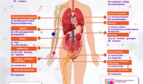 Receptores adrenérgicos | Infografía
