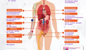 Receptores adrenérgicos | Infografía