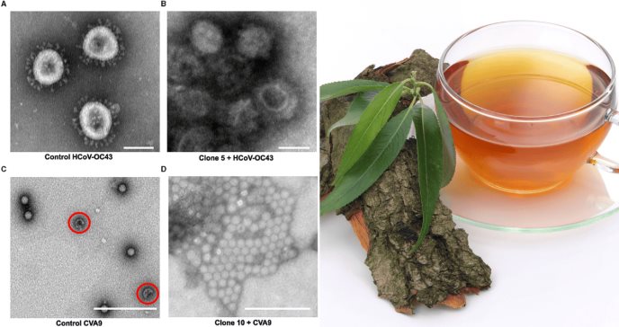 Corteza de sauce como potencial antiviral: extracto caliente logra inhibir coronavirus y enterovirus