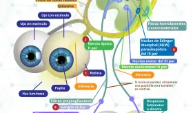 V&iacute;a pupilar | Infograf&iacute;a