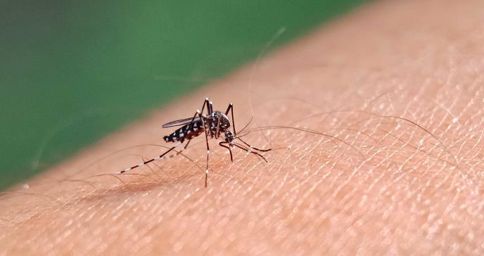 Centro CAIMED Invita a Participar en Estudio Clínico de Prevención del Dengue