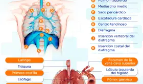 Diafragma | Infografía