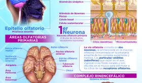 Nervio olfatorio | Infografía