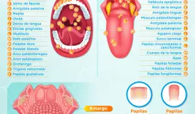 Cavidad oral | Infografía