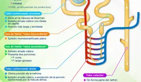 Nefrona | Infografía