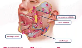 Músculos de la lengua, boca y cuello | Infografía