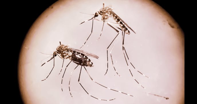 Primer caso de Encefalomielitis equina del Oeste después de 27 años en América: ¿De qué trata este virus?