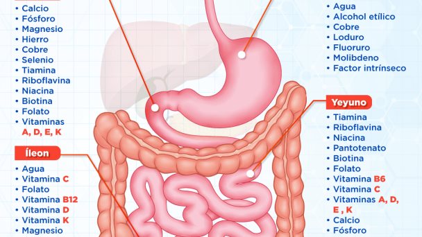 Absorción de nutrientes en el tracto gastrointestinal | Infografía Absorción de nutrientes en el tracto gastrointestinal | Infografía