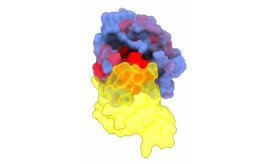 Descubren dianas terapéuticas para gen KRAS o "Estrella de la Muerte" presente en varios cánceres humanos