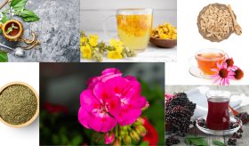 Saúco y 7 hierbas medicinales eficaces para aliviar el resfriado o la gripe