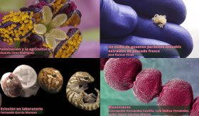 Fotogalería: Las mejores fotografías científicas del 2023