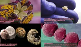 Fotogalería: Las mejores fotografías científicas del 2023