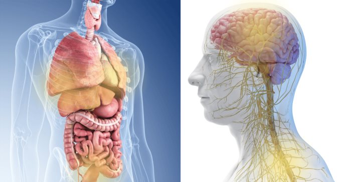 Envejecimiento acelerado de órganos como el cerebro aumenta hasta un 50 % el riesgo de muerte en 15 años