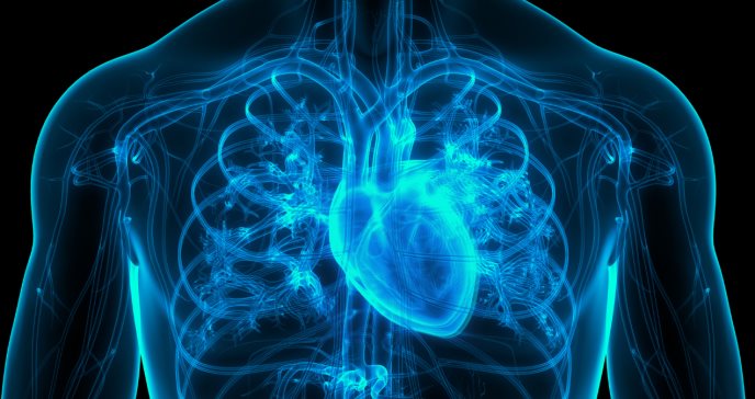 Descubren nuevo blanco molecular en proteínas del “estrés” que desarrollan la fibrilación ventricular