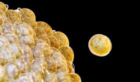 Hallan mutación en gen de células grasas que contribuye a resistencia y agresividad del cáncer de mama