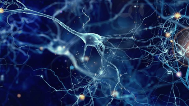 Investigación explora el vínculo neurobiológico del amor romántico en un estudio pionero Investigación explora el vínculo neurobiológico del amor romántico en un estudio pionero
