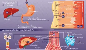 Ingesta y metabolismo del hierro, el ácido fólico y la vitamina B12