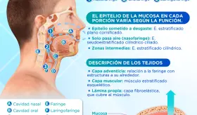 Faringe | Infografía