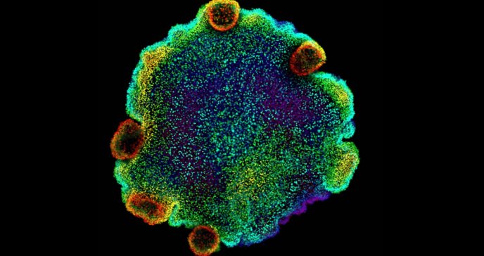 Con mapa molecular descubren componentes básicos de las neuronas de hace 800 millones de años