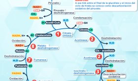 Ciclo de Krebs | Infografía